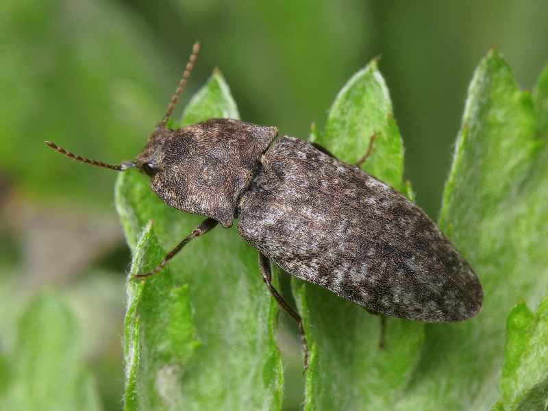 Agrypnus murinus (Linnaeus, 1758)